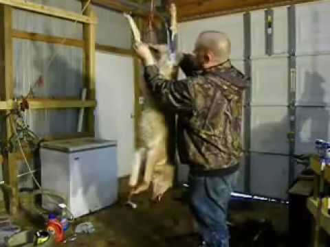how to properly skin a coyote