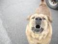 lou-the-dog-and-the-