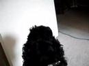 Spike The Singing Dog