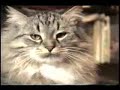 Fun Cats 4 - So Sweet Fun Cats 4 - So Sweet