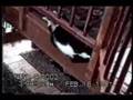 Fun Cats 4 - So Sweet