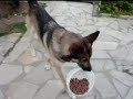 Chien marrant / Funny dog
