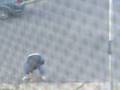 videos de Une grosse tabarnak
