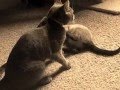 Friday Nite Kitty Fight