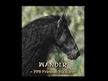 KFPS Friesian Stallion Wander 352