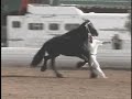 KFPS Friesian Stallion Wander 352