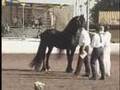 KFPS Friesian Stallion Wander 352