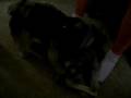 Cooper licking Millie's ears-Part 2