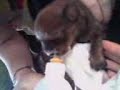 miniperro