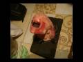 videos de Alien chestbursters and   black gizmo