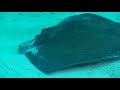 Diving the Walls of the Turks & Caicos Islands Diving the Walls of the Turks & Caicos Islands