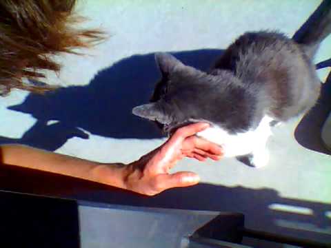 CAT ( LION