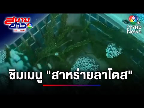 "สาหร่ายลาโตส" เมนูสุขภาพของสตูล