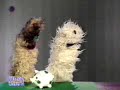 Bimmel und Bommel - beginn ihrer Karriere