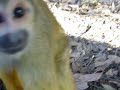 Black Capped Squirrel Monkey - Inuyama Monkey Park #2 Black Capped Squirrel Monkey - Inuyama Monkey Park #2