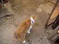くまきち、はじめての直立木登り