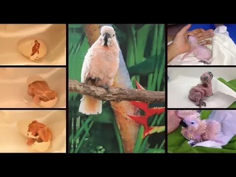 how to care for a umbrella cockatoo
