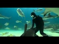 THE SHARK WHISPERER - BY JOE ROMEIRO - Ο ΓΗΤΕΥΤΗΣ ΤΩΝ ΚΑΡΧΑΡΙΩΝ !