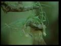 Harun Yahya Did You Know - Weaver Birds