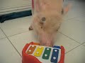Lola the Pig Plays Piano!