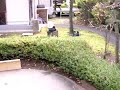 Preparing a Japanese Garden for Winter