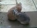 French Kissing Nuzzling Bunnies! This is cute!