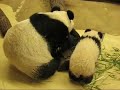 Number 2: Pandababy Fu Long`s Cute Adventures