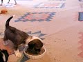 christmas pups3