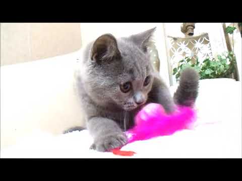 YouTube Preview Image