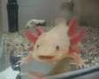 axolotl- little monster