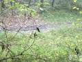 1 ere chasse de la saison