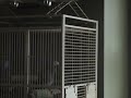 rio calling the dogs