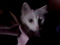 videos de Lakuta plays hide & seek