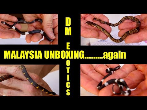 YouTube reptile video