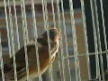 Hybride chardonneret x canari de Antonio Rolea Hybride chardonneret x canari de Antonio Rolea