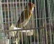 Hybride chardonneret x canari de Antonio Rolea