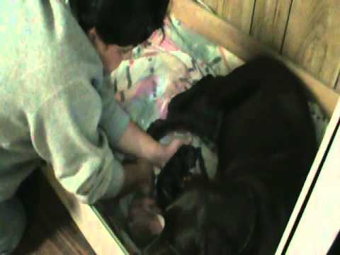 Chocolate Lab Giving Birth to 1st Puppy