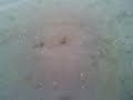 Ant fight ! Green vs Red 0002