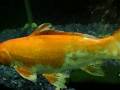 videos de 鯉 Карп كارب Karp  कापCarp 잉어 Karppi Carpa Kapor Karpiai