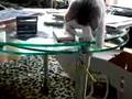 じゃがポックル動画5