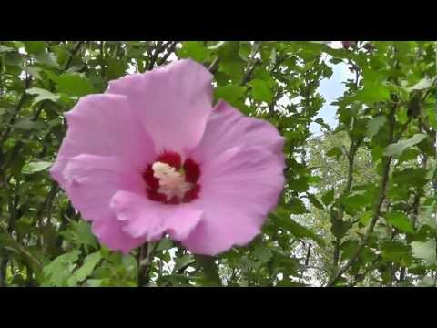 how to replant rose of sharon