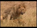 Lioness Pleasure