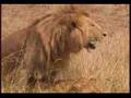 Lioness Pleasure
