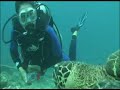 Bailando con una tortuga verde