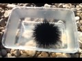 mořský ježek / sea-urchin