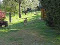 Azawakh and Galgo Playing