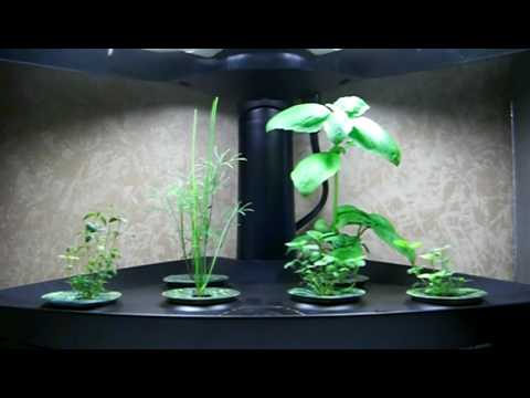 how to harvest basil aerogarden