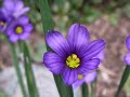 Ladies in Lavender, Violin Joshua Bell, Music Nigel Hess
