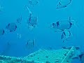 Zenobia Wreck Dive