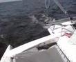 Sailing with multihull Corsair 28